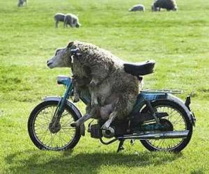 Mouton à moto sans casque